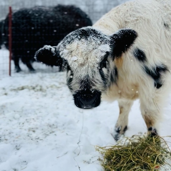 Heart Diamond Farm - Picture 8 of 15